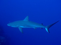Diving