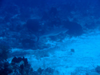 DSC00460